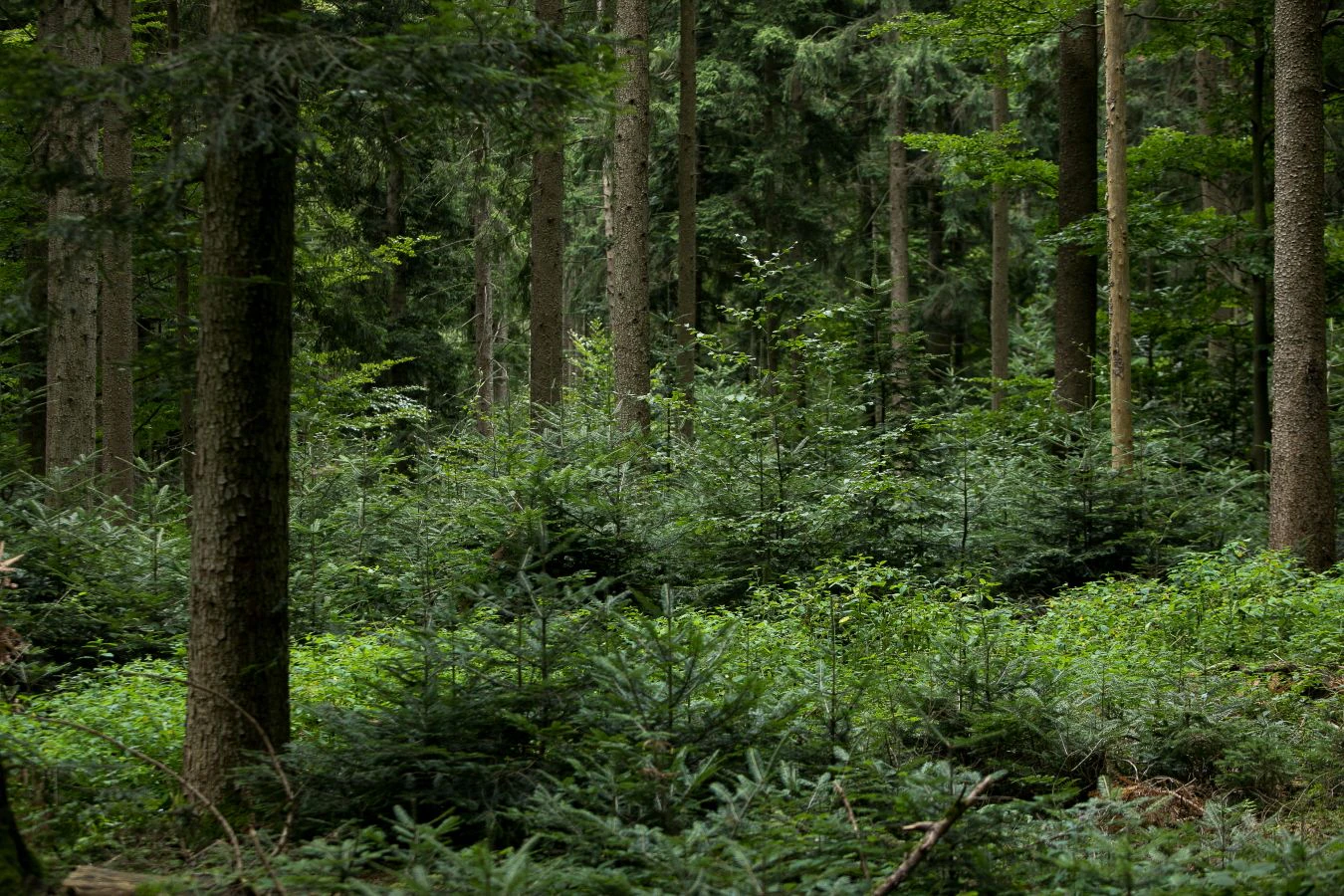 Ein artenreicher Mischwald mit vielen Tannen, Buchen und Fichten wie hier am oberbayerischen Fendtberg ist sehr viel besser gegen Waldbrände gefeit als ein reiner Nadelwald aus Fichten oder Kiefern.